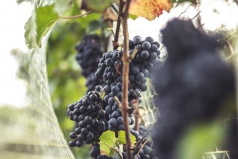 4. Winnica - dojrzałe winogrona, winobranie, owoce (1)
