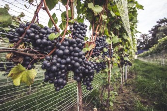 4. Winnica - dojrzałe winogrona, winobranie, owoce (6)